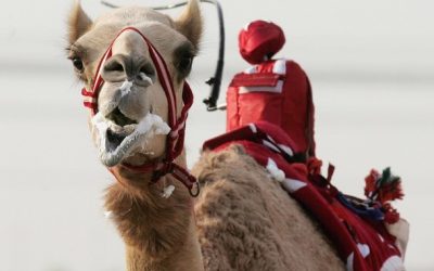 Robot Camel Jockey. Really.