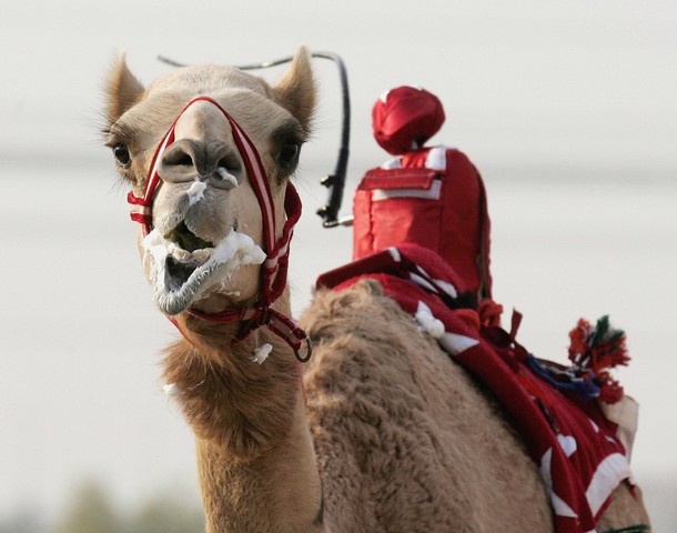 Robot Camel Jockey. Really.